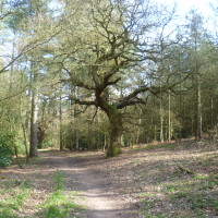 Haywood Oaks dog walk near Nottingham, Nottinghamshire - Dog walks in Nottinghamshire