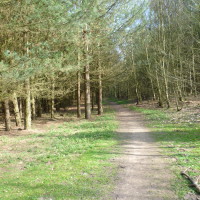 Haywood Oaks dog walk near Nottingham, Nottinghamshire - Dog walks in Nottinghamshire