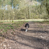Haywood Oaks dog walk near Nottingham, Nottinghamshire - Image 3