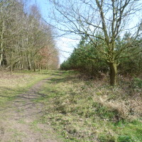 Haywood Oaks dog walk near Nottingham, Nottinghamshire - Image 4
