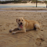 Porthkidney dog walk, Cornwall - Dog walks in Cornwall