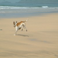 Treyarnon Bay dog-friendly beach, Cornwall - Dog walks in Cornwall