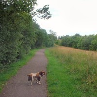 Grassmoor dog walk near Chesterfield, Derbyshire - Dog walks in Derbyshire
