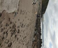 Portwrinkle Beach - dog-friendly, Cornwall - 20191015_120946.jpg