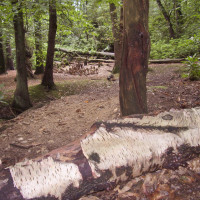 Allestree local dog walks, Derbyshire - Dog walks in Derbyshire