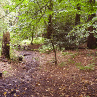 Allestree local dog walks, Derbyshire - Dog walks in Derbyshire