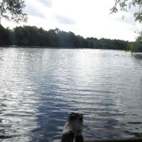 Easy access dog walk near Northwich, Cheshire - Cheshire dog walking places