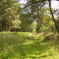 Ryton dog walk with a cafe, Warwickshire - Dog walks in Warwickshire