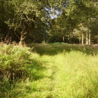 Ryton dog walk with a cafe, Warwickshire - Dog walks in Warwickshire