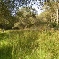 Ryton dog walk with a cafe, Warwickshire - Dog walks in Warwickshire