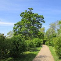 A38 Croome Park dog walks, Worcestershire - Worcestershire dog walks and dog-friendly pubs.JPG