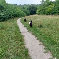 Doe Hill Country Park, Derbyshire - Dog walk in Derbyshire