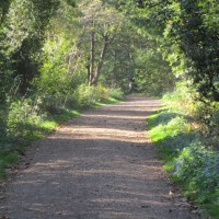 Blean Woods dog walk, Kent - Kent dog-friendly dog walk and dog-friendly pub