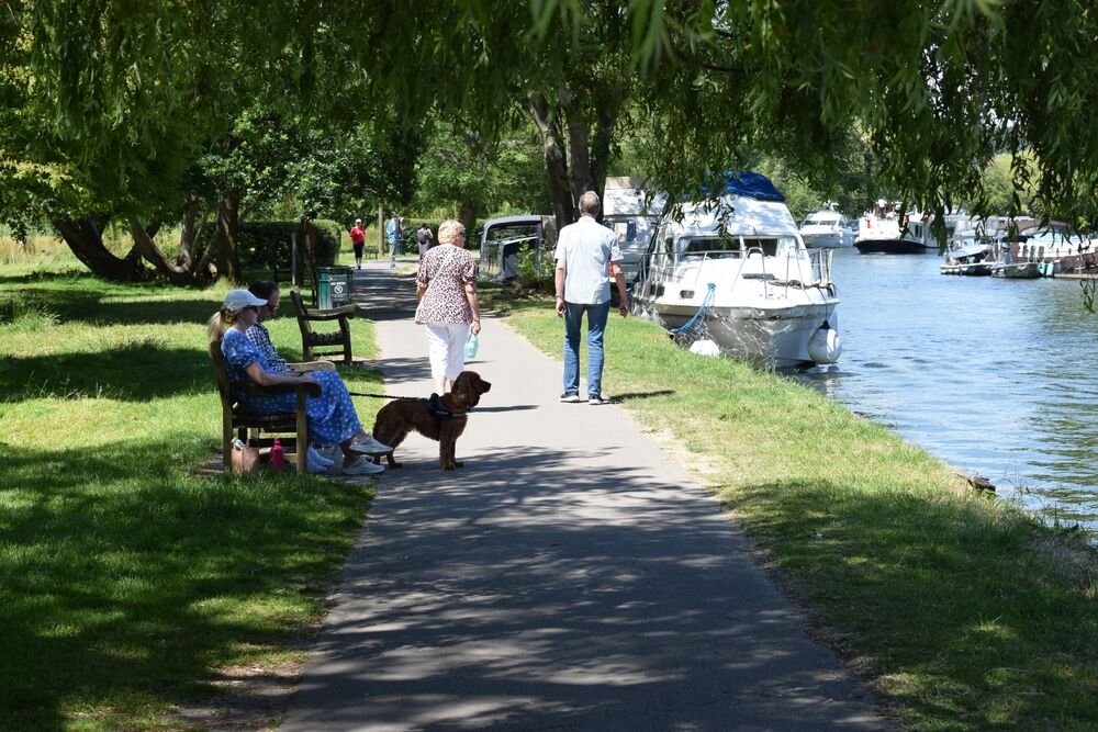 Dog watching the river / Shutterstock