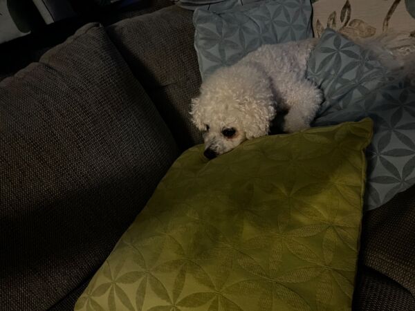Margo having a rest after a long walk