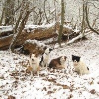 Ashenbank Woods dog walks, Kent - Dog walks in Kent