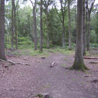 Woodland dog walks near the A1, Lincolnshire - Dog walks in Lincolnshire