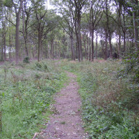 Woodland dog walks near the A1, Lincolnshire - Dog walks in Lincolnshire