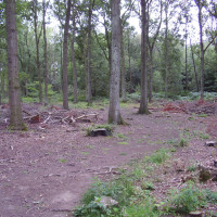 Woodland dog walks near the A1, Lincolnshire - Dog walks in Lincolnshire