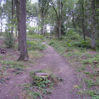 Woodland dog walks near the A1, Lincolnshire - Dog walks in Lincolnshire