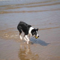 Formby dog-friendly beach, Merseyside - Dog walks in Merseyside