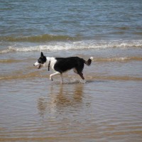 Formby dog-friendly beach, Merseyside - Dog walks in Merseyside