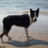 Formby dog-friendly beach, Merseyside - Dog walks in Merseyside