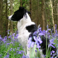 M40 Junction 13 Oakley Woods dog walk, Warwickshire - Dog walks in Warwickshire
