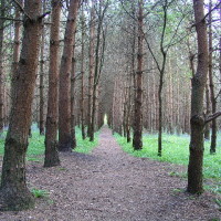 M40 Junction 13 Oakley Woods dog walk, Warwickshire - Dog walks in Warwickshire