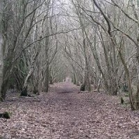 M40 Junction 13 Oakley Woods dog walk, Warwickshire - Dog walks in Warwickshire