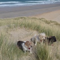 Holywell Bay Beach - dog-friendly, Cornwall - 20190423_110929.jpg