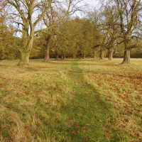 Packwood Avenue dog walk, Warwickshire - Dog walks in Warwickshire