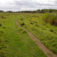 Lammas Meadows dog walk, Cambridgeshire - Dog walks in Cambridgeshire