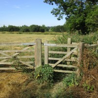 Reservoir dog walk near Upper Boddington, Northamptonshire - Dog walk in Northamptonshire