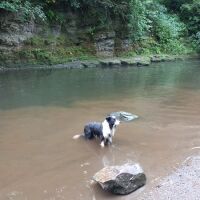 Bury dog walk, Lancashire - Effi in the river