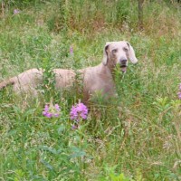Grains Bar dog walk, Greater Manchester - Dog walks in Greater Manchester