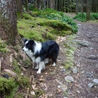 A82 dog walk near Glencoe, Scotland - Glencoe Lochan dog walk