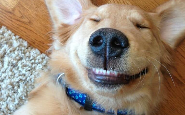 I love to see my dog smile