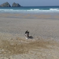 Holywell Bay Beach - dog-friendly, Cornwall - 20190423_111246.jpg