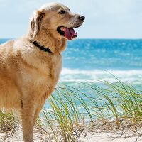 dog-friendly-guernsey1.jpg