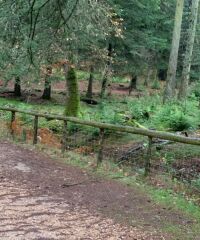 Black water dog walk, Hampshire - Dog walks in Hampshire
