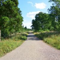 Woodland dog walk on the way to Peterborough, Northamptonshire - fineshade1.jpg