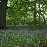 Calke Abbey, Derbyshire - Dog walks in Derbyshire