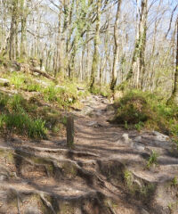 Golitha Falls National Nature Reserve, Cornwall - 20210427_153225.jpg