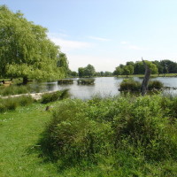 Bushy Royal Park dog walks, Surrey - Dog walks in Surrey