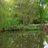 Bushy Royal Park dog walks, Surrey - Dog walks in Surrey