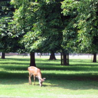 Bushy Royal Park dog walks, Surrey - Dog walks in Surrey