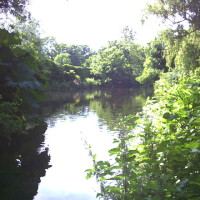 Morden Hall Park dog walks, Surrey - Dog walks in Surrey