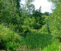 Bedfont Lakes, Greater London - Dog walks in Greater London