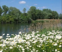 Bedfont Lakes, Greater London - Dog walks in Greater London